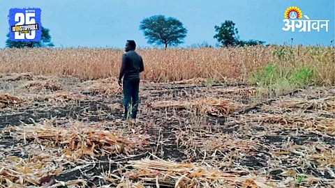 Rain Crop Damage