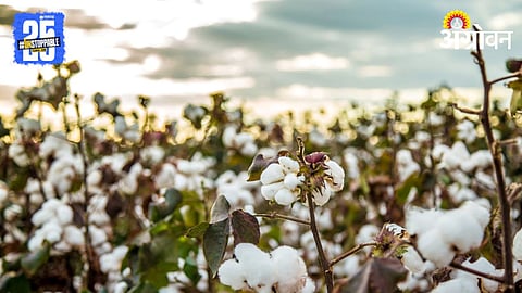 Cotton Cultivation