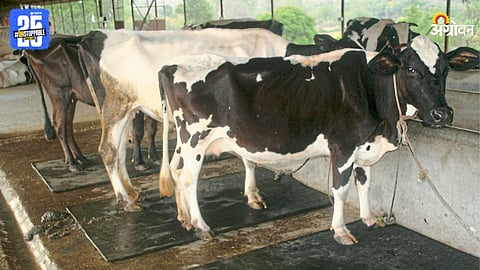 Cow