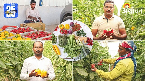 Exotic Vegetable Farming