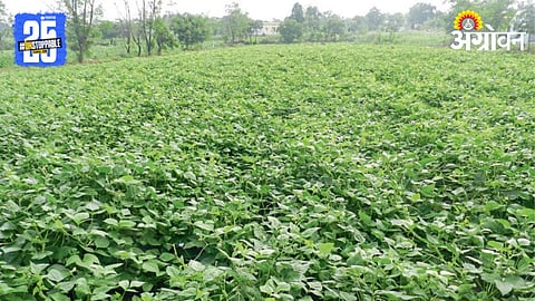 Cowpea Fodder