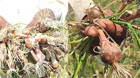 Onion Farmers Akola