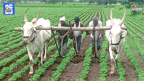 Kharif Season 2025