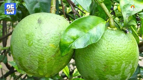 Sweet Orange Market