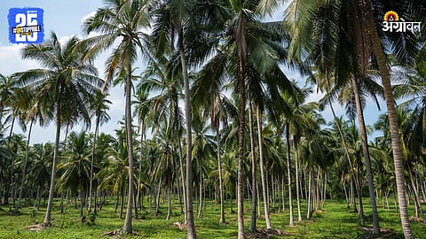 Coconut Farming