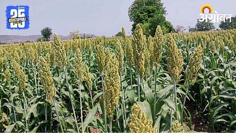 Jowar Crop