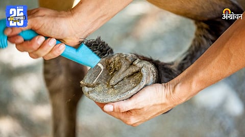 Animal Care