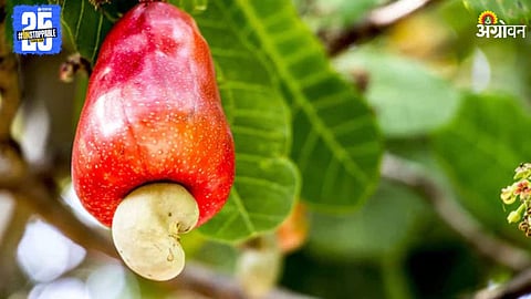 Cashew Nut