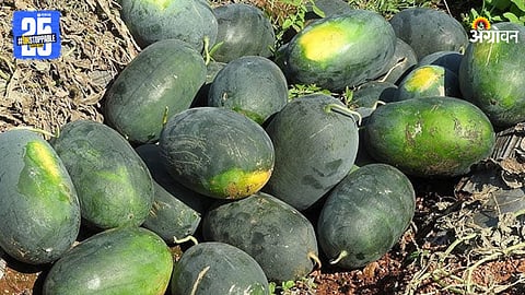 Watermelon Farming