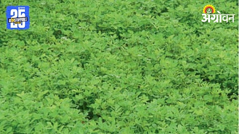Groundnut Crop