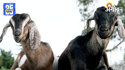 Livestock Market