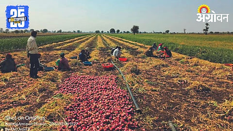 Onion Harvesting