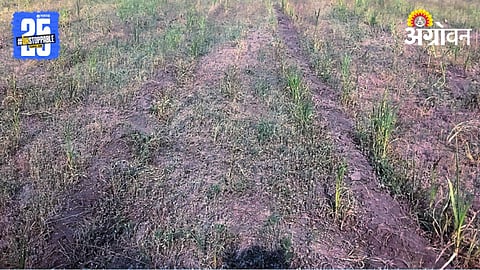Crop Damage