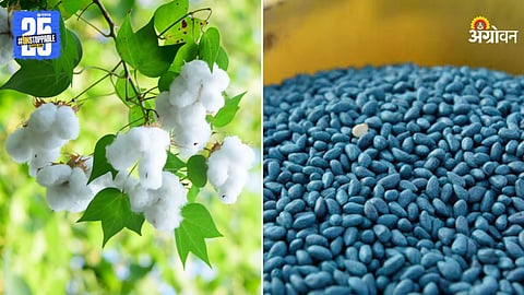 Cotton Seeds