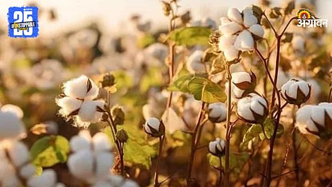 Cotton