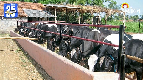 Heat Stress In Animal