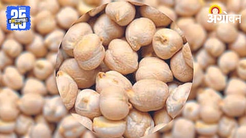 Kabuli Chana