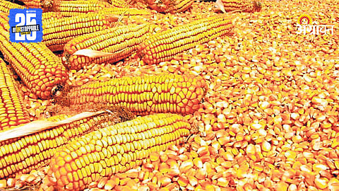 Maize