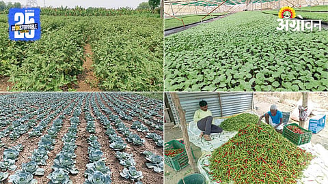 Vegetable Farming