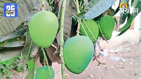 Mango Pest