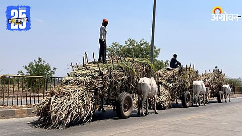 Sugarcane Transport