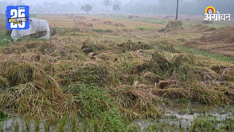 Crop Damage