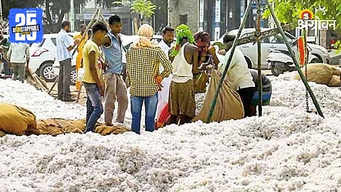 Cotton