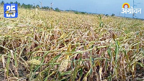 Unseasonal Rain Crop Damage