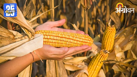 Maize Production