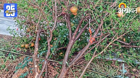 Crop Damage