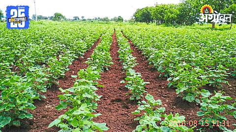 Cotton Cultivation