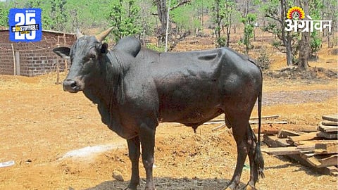 Kokan Kapila Cow