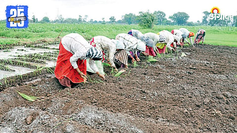 Onion Farming