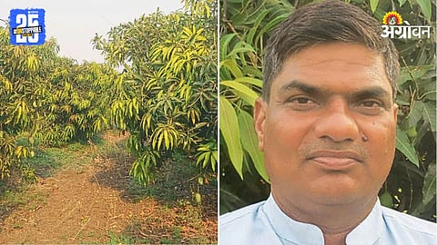 Mango Farming