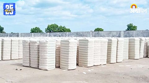 Cotton Market