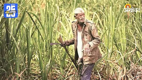 Sugarcane