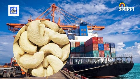 Cashews Export