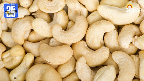 Cashew