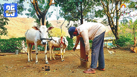 Harani Cow