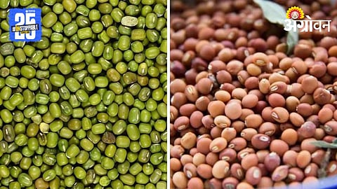 Agriculture Commodity Market