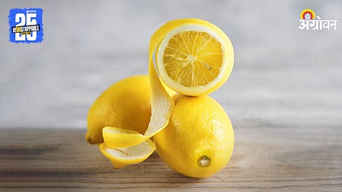 Lemon Peel