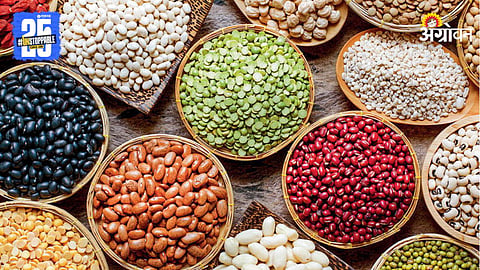 Indian Pulses
