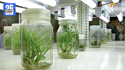 Plant Biotechnology