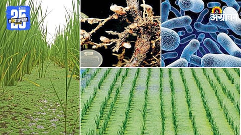 Soil Health