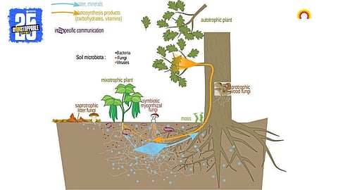 Soil Health