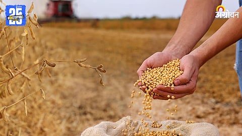 Soybean