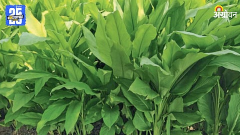 Turmeric Farming