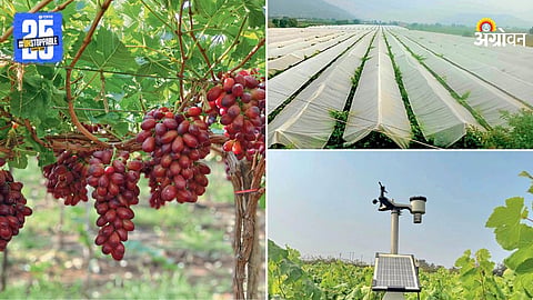 Grape Farming