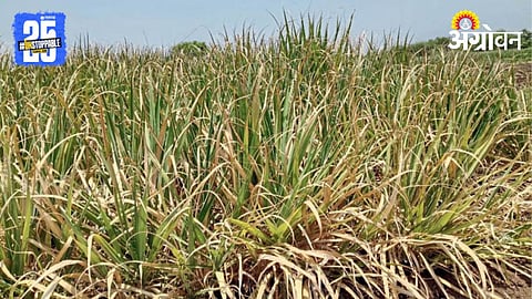 Crop Damage