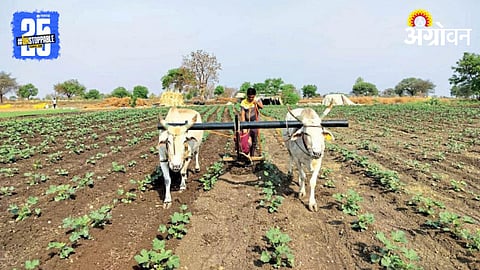 Kharif Season